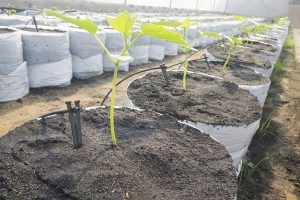 Irrigation, Drainage, Landscape Design & Maintenance Services in Mansfield, TX